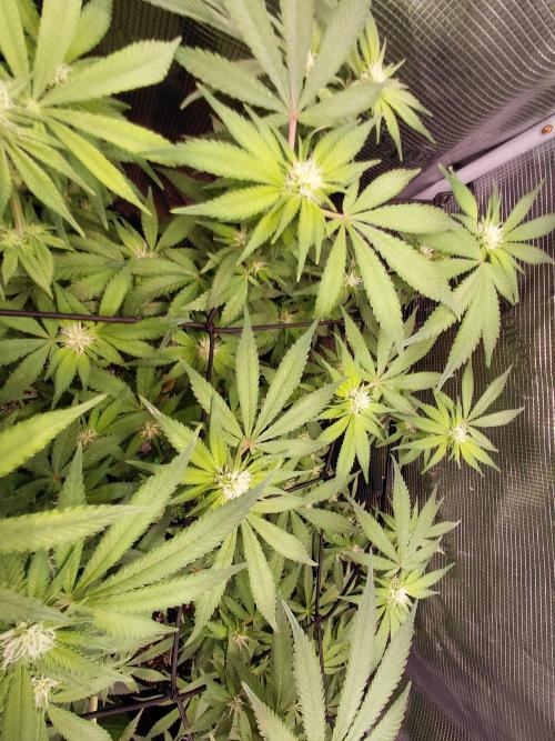 Spliff's Strawberry. Week 10