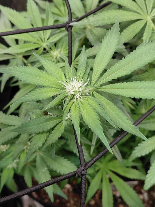 Spliff's Strawberry. Week 10