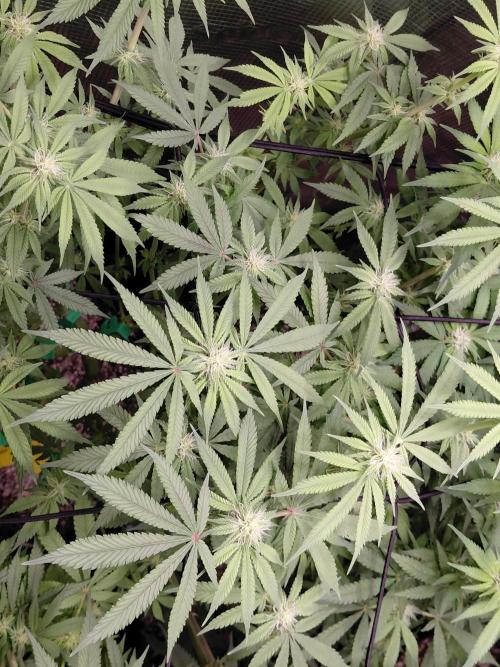 Original Sensible's Zingatsu. Week 10