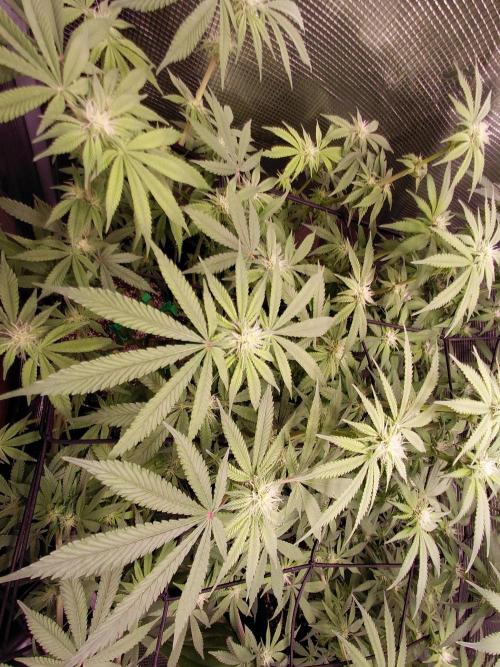 Original Sensible's Zingatsu. Week 10