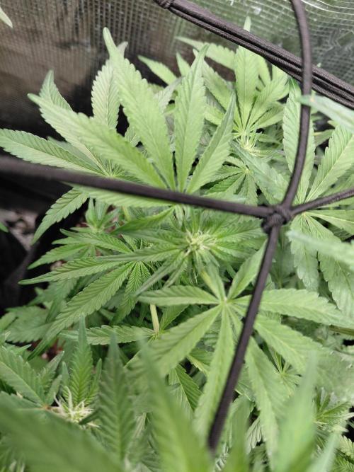 Exotic Seed's Malasaña Gelato. Week 9