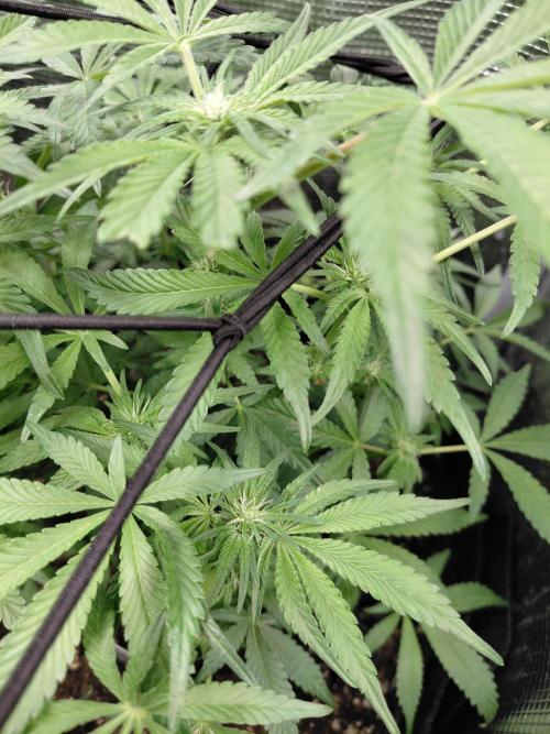 Exotic Seed's Malasaña Gelato. Week 9