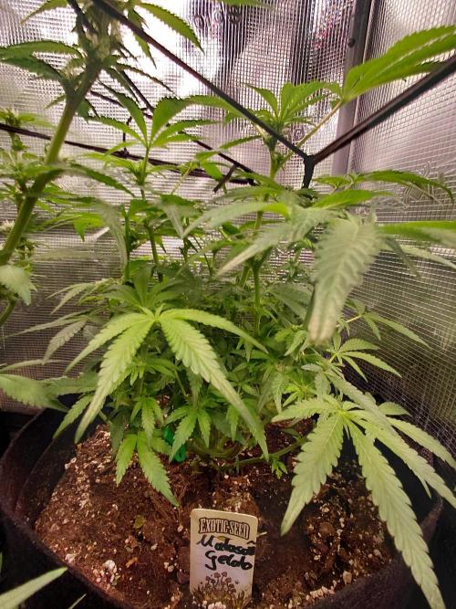 Exotic Seed's Malasaña Gelato. Week 9
