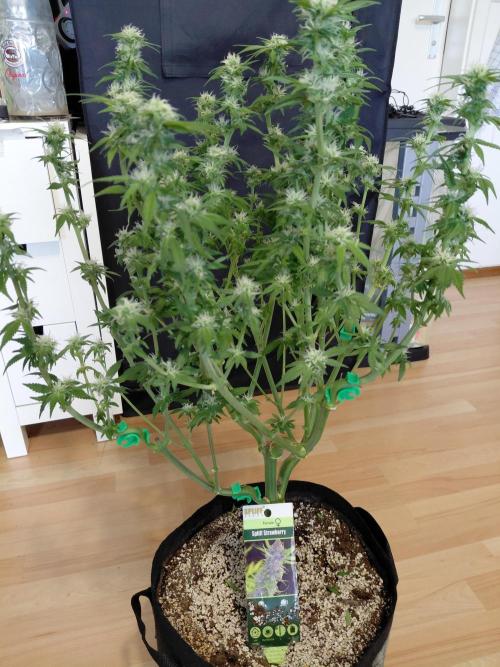 Spliff's Strawberry. Week 11