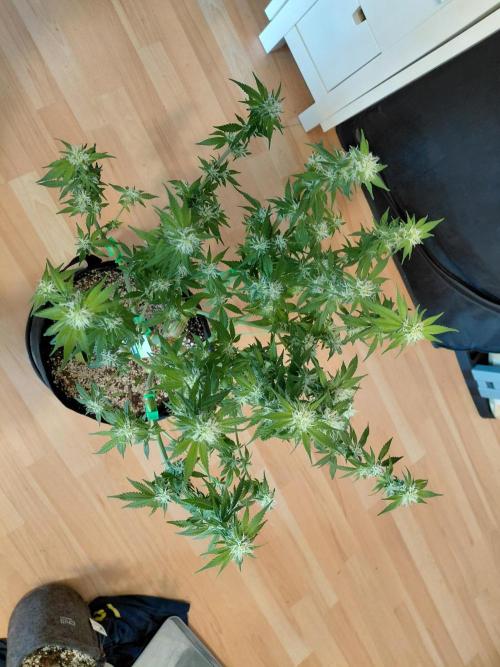 Spliff's Strawberry. Week 11