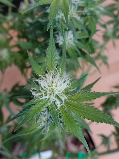 Spliff's Strawberry. Week 11