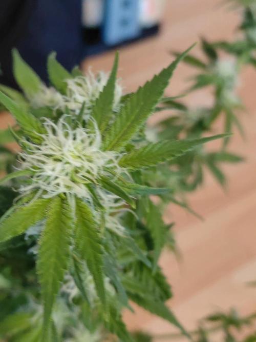 Spliff's Strawberry. Week 11