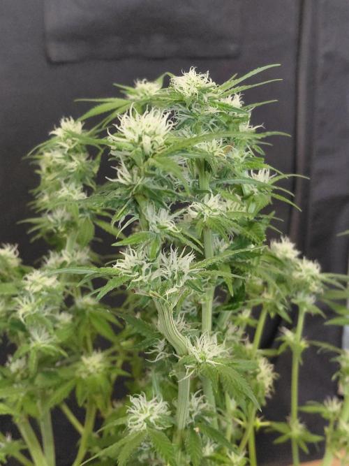 Spliff's Strawberry. Week 11