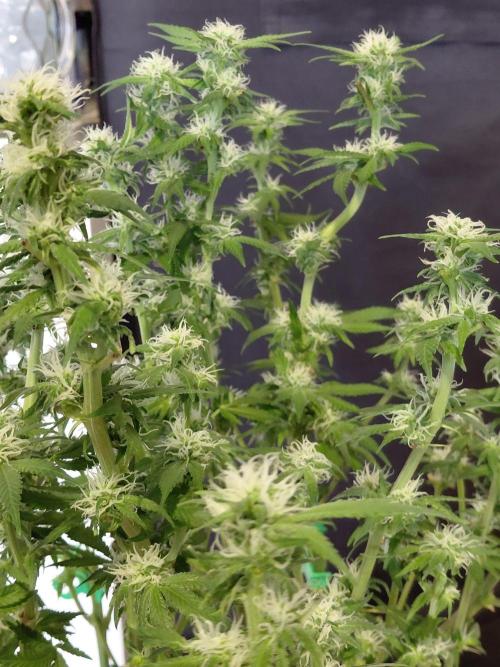 Spliff's Strawberry. Week 11