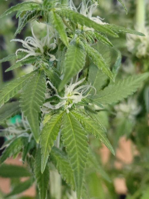 Spliff's Strawberry. Week 11