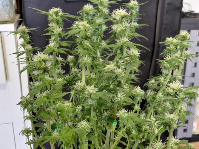 Spliff's Strawberry. Week 11