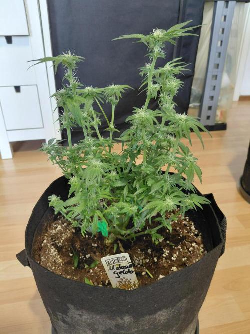 Exotic Seed's Malasaña Gelato. Week 10