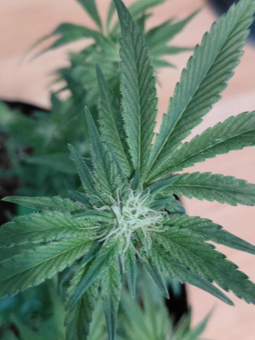 Exotic Seed's Malasaña Gelato. Week 10