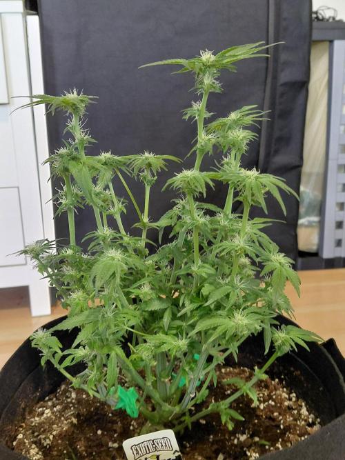 Exotic Seed's Malasaña Gelato. Week 10