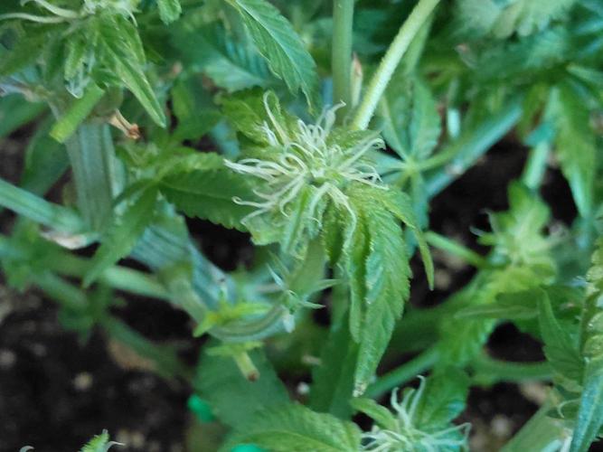 Exotic Seed's Malasaña Gelato. Week 10