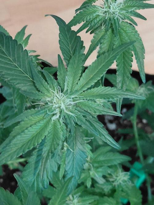 Exotic Seed's Malasaña Gelato. Week 10