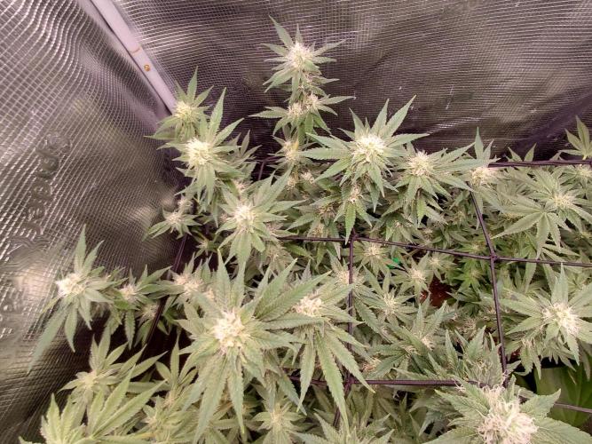 Spliff's Strawberry. Week 12
