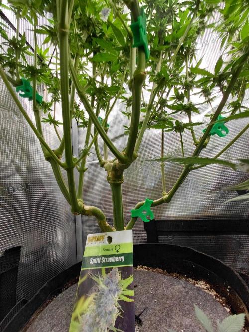 Spliff's Strawberry. Week 12