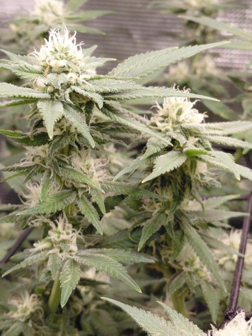 Spliff's Strawberry. Week 12