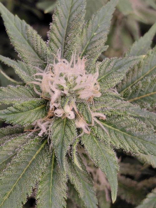 Spliff's Strawberry. Week 12