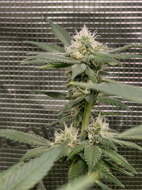 Spliff's Strawberry. Week 12