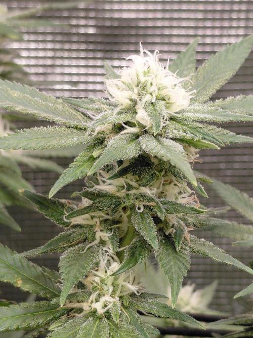 Spliff's Strawberry. Week 12
