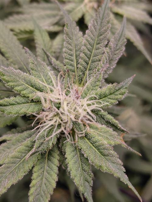 Original Sensible's Zingatsu. Week 12