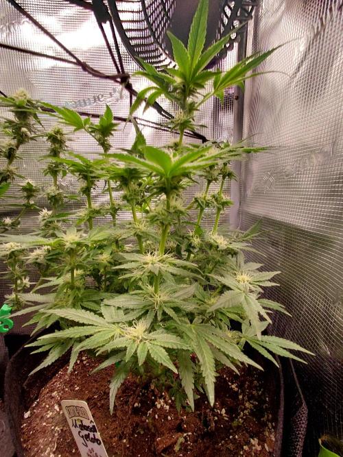 Exotic Seed's Malasaña Gelato. Week 11