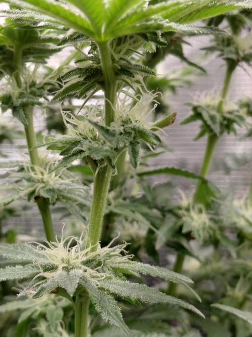 Exotic Seed's Malasaña Gelato. Week 11