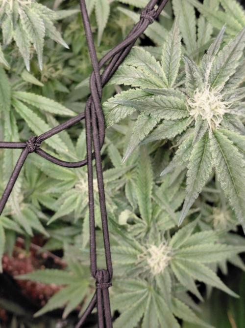 Exotic Seed's Malasaña Gelato. Week 11