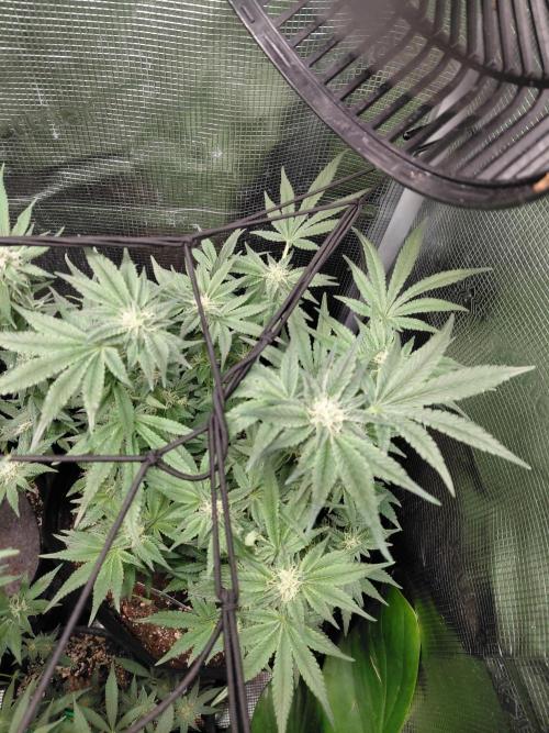 Exotic Seed's Malasaña Gelato. Week 11