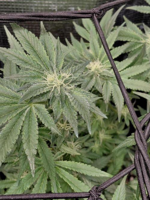 Exotic Seed's Malasaña Gelato. Week 11