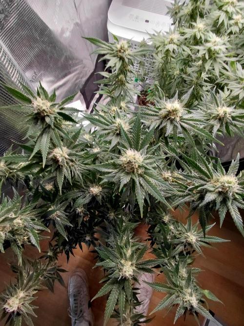Spliff's Strawberry. Week 13