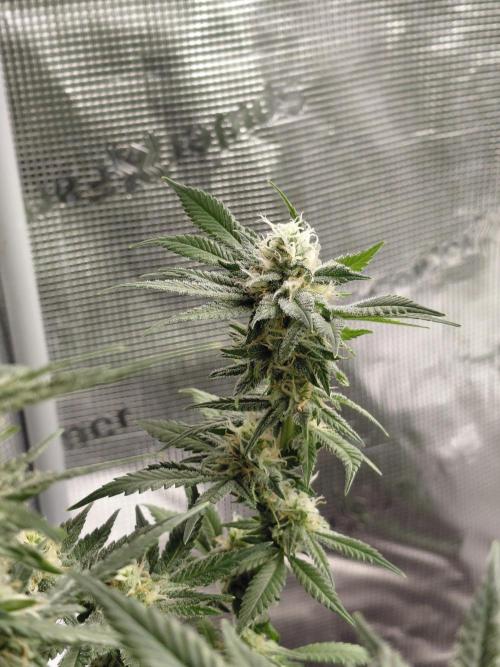 Spliff's Strawberry. Week 13