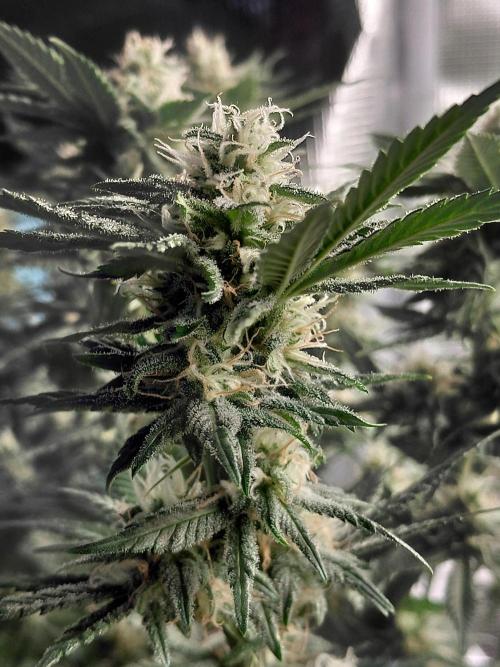 Spliff's Strawberry. Week 13