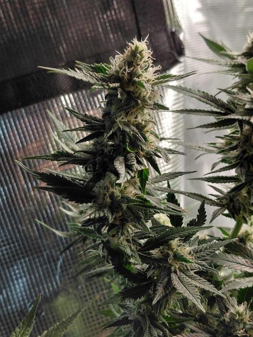 Spliff's Strawberry. Week 13