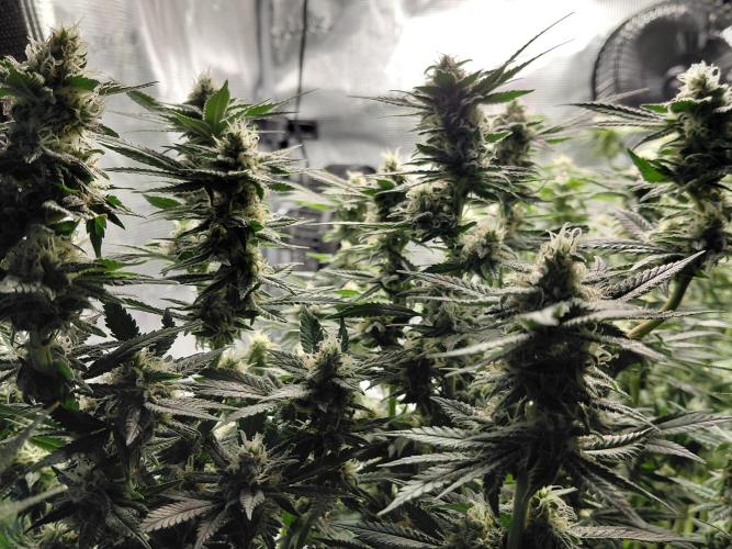 Spliff's Strawberry. Week 13