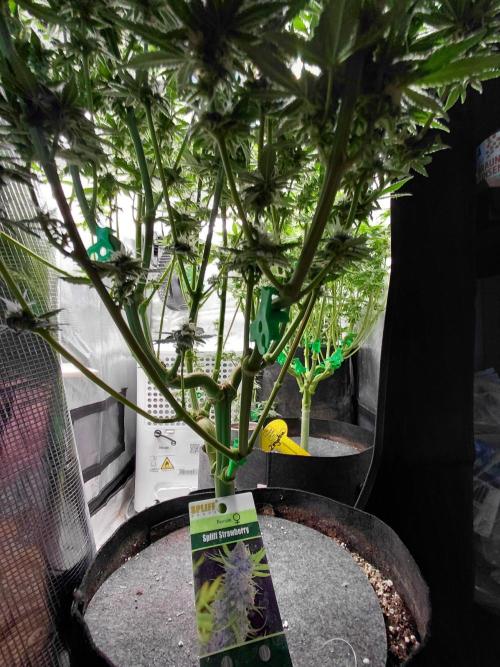 Spliff's Strawberry. Week 13