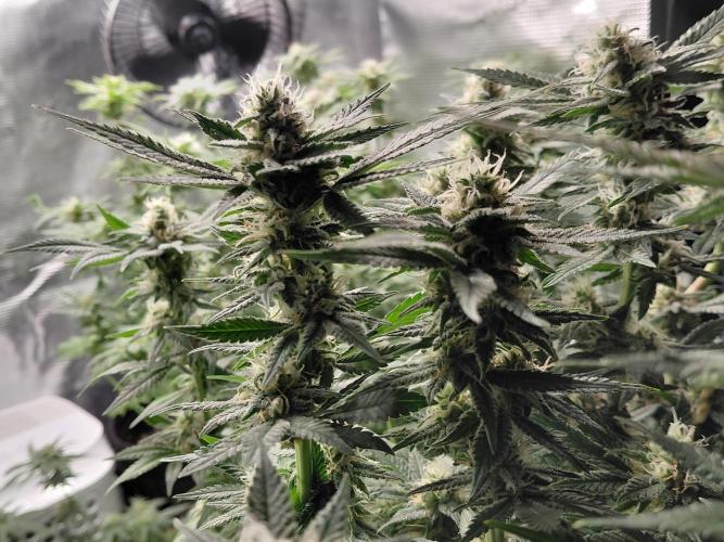 Spliff's Strawberry. Week 13