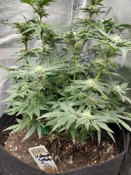 Exotic Seed's Malasaña Gelato. Week 12