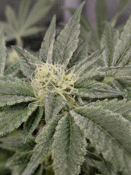 Exotic Seed's Malasaña Gelato. Week 12