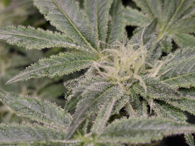 Exotic Seed's Malasaña Gelato. Week 12