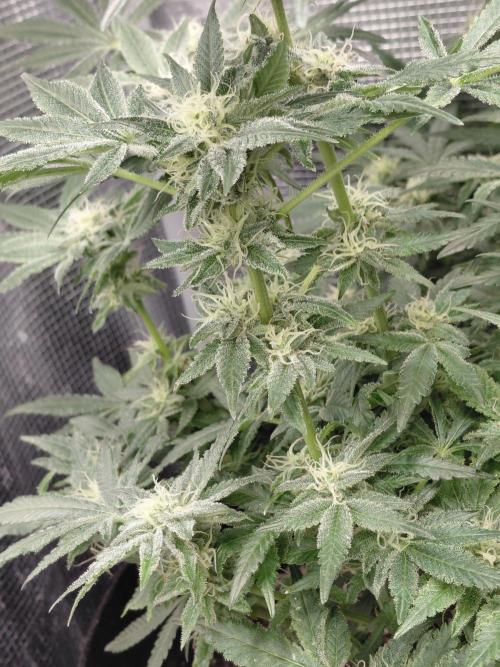 Exotic Seed's Malasaña Gelato. Week 12
