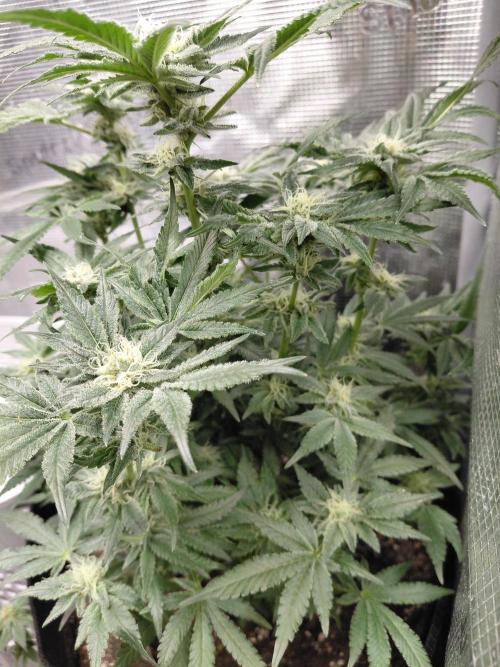 Exotic Seed's Malasaña Gelato. Week 12