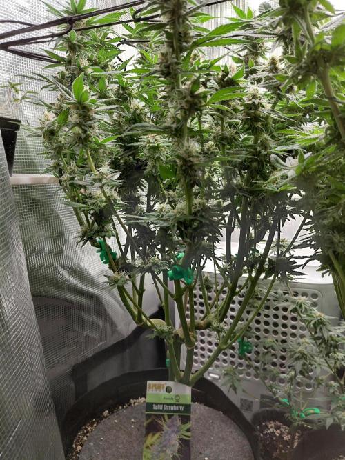Spliff's Strawberry. Week 14