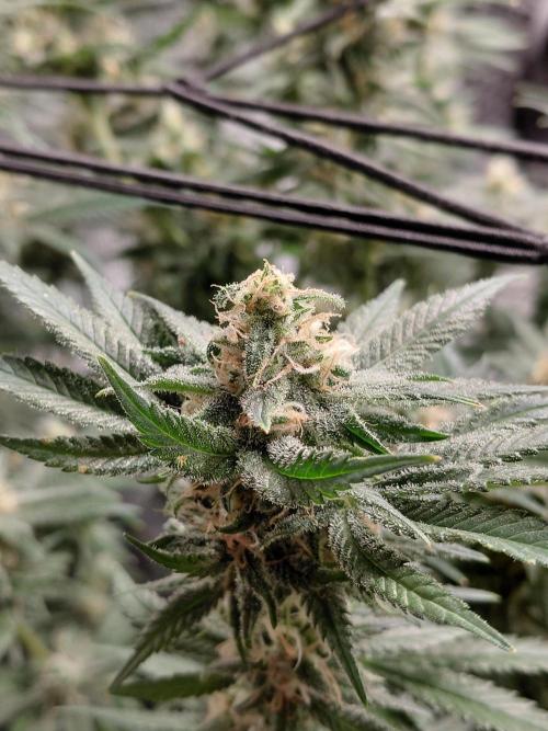Spliff's Strawberry. Week 14