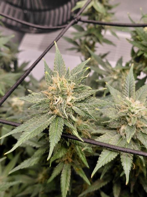 Spliff's Strawberry. Week 14