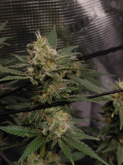 Spliff's Strawberry. Week 14
