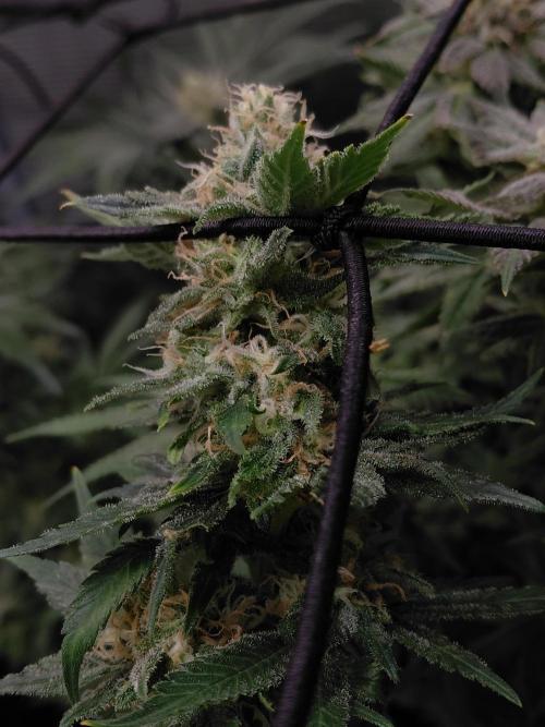 Spliff's Strawberry. Week 14