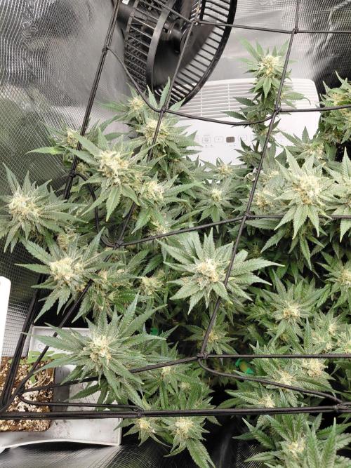 Spliff's Strawberry. Week 14